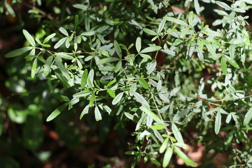 Image of Zieria collina by (c) Greg Tasney, some rights reserved (CC BY-SA)