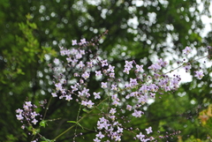 Thalictrum delavayi