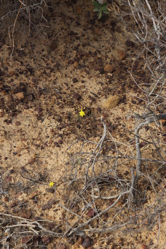 Bulbine flexuosa
