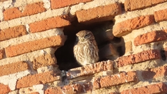 Athene noctua