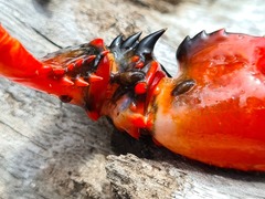 Temnocephalidae