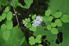 Thalictrum javanicum