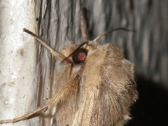 Mythimna unipuncta