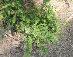 Lepidium strictum