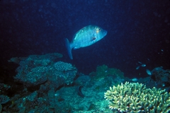 Lethrinus miniatus
