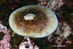 Lepeta concentrica