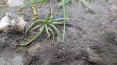 Isoetes histrix