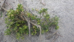 Polycarpon tetraphyllum diphyllum