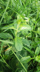 Kickxia elatine elatine