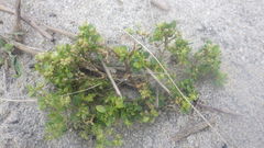 Polycarpon tetraphyllum diphyllum