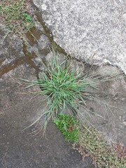 Digitaria violascens