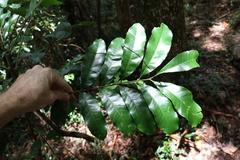 Dysoxylum fraserianum