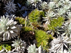 Anisotome capillifolia