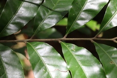 Dysoxylum fraserianum