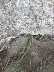 Digitaria violascens