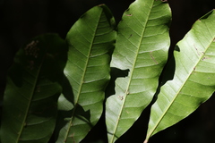 Dysoxylum fraserianum