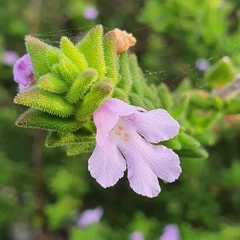 Prostanthera densa
