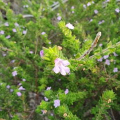 Prostanthera densa