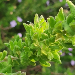 Prostanthera densa