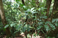 Dysoxylum fraserianum