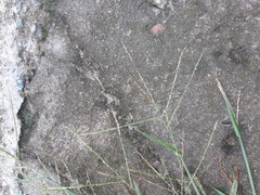 Digitaria violascens