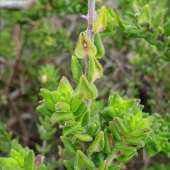 Prostanthera densa