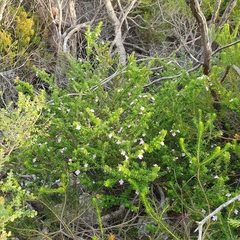 Prostanthera densa