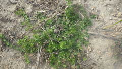 Polycarpon tetraphyllum diphyllum