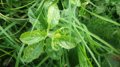 Kickxia elatine elatine