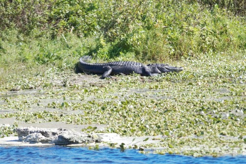 American alligator