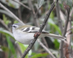 Mecocerculus stictopterus