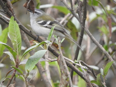 Mecocerculus stictopterus