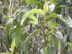 Mecocerculus stictopterus