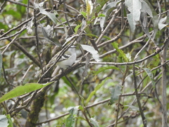 Mecocerculus stictopterus