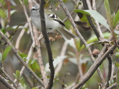 Mecocerculus stictopterus