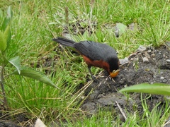 Catamblyrhynchus diadema