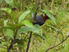 Catamblyrhynchus diadema