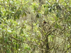 Catamblyrhynchus diadema