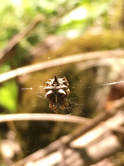 Acanthepeira stellata