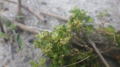 Polycarpon tetraphyllum diphyllum