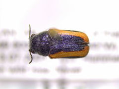 Coleothorpa vittigera