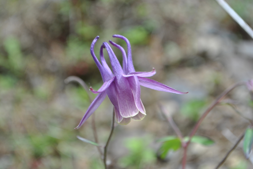Aquilegia rockii