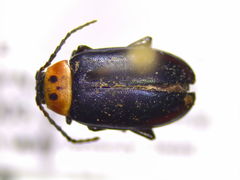 Disonycha triangularis