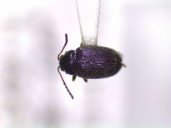 Epitrix tuberis