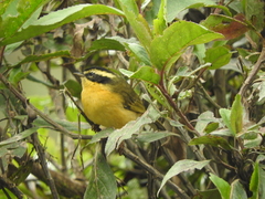 Microspingus trifasciatus