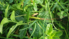 Kickxia elatine elatine