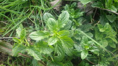 Kickxia elatine elatine