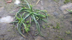Isoetes histrix