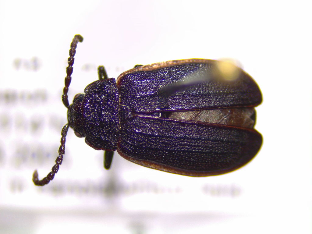Peppergrass Beetle