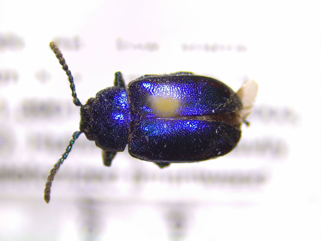 Gastrophysa dissimilis
